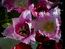 Тюльпаны   группа Бахромчатые