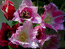 Тюльпаны   группа Бахромчатые 1