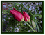 2.Тюльпан  многоцветковый